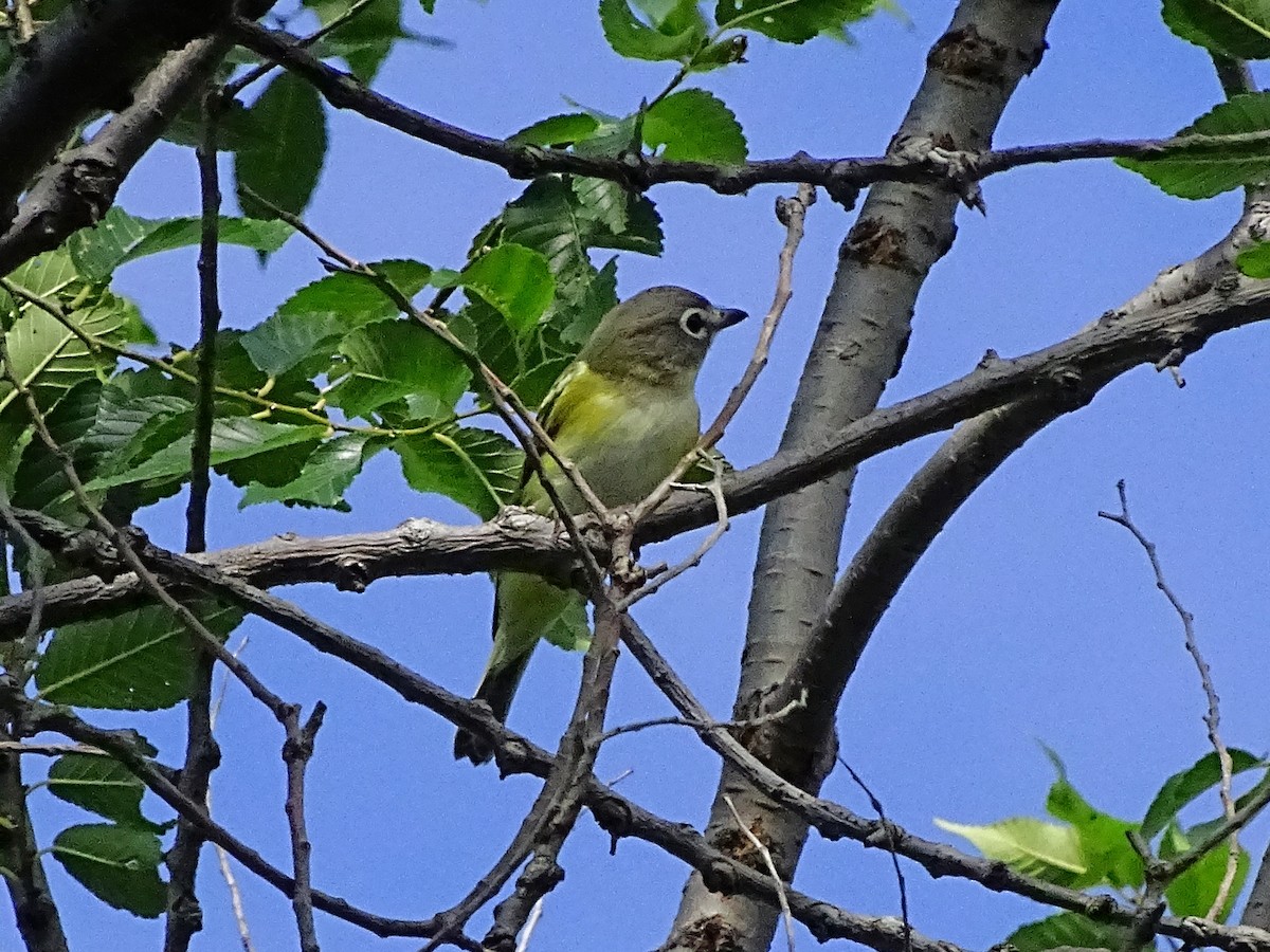 Blue-headed Vireo - Keith Wickens