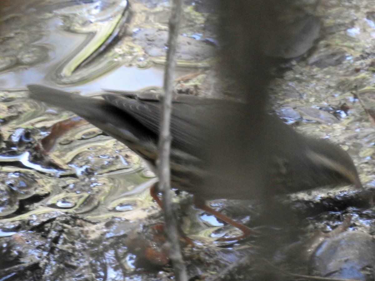 Northern Waterthrush - ML113528741