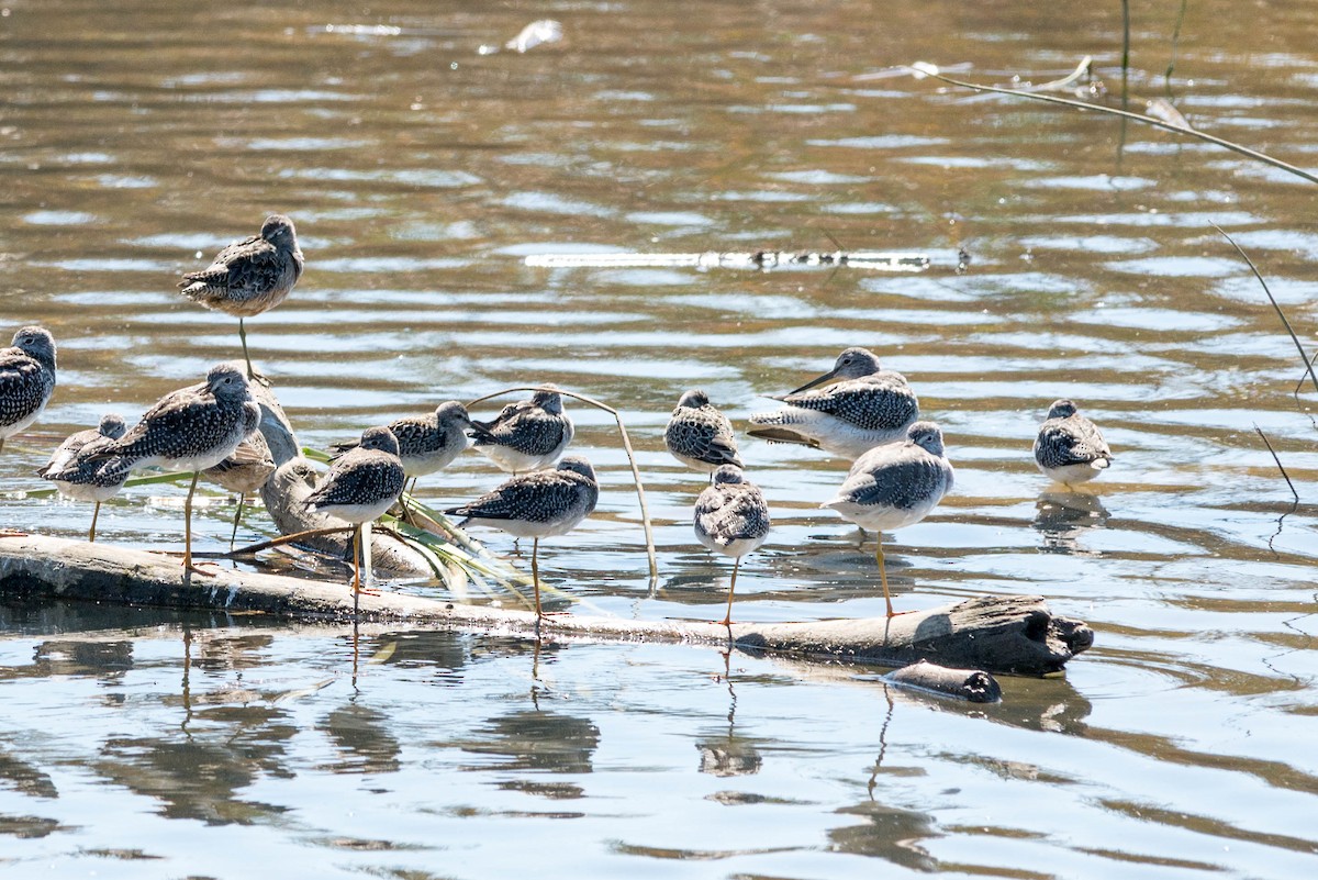 Stilt Sandpiper - ML113530741