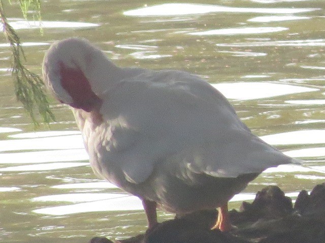 Muscovy Duck (Domestic type) - Jared Weisman