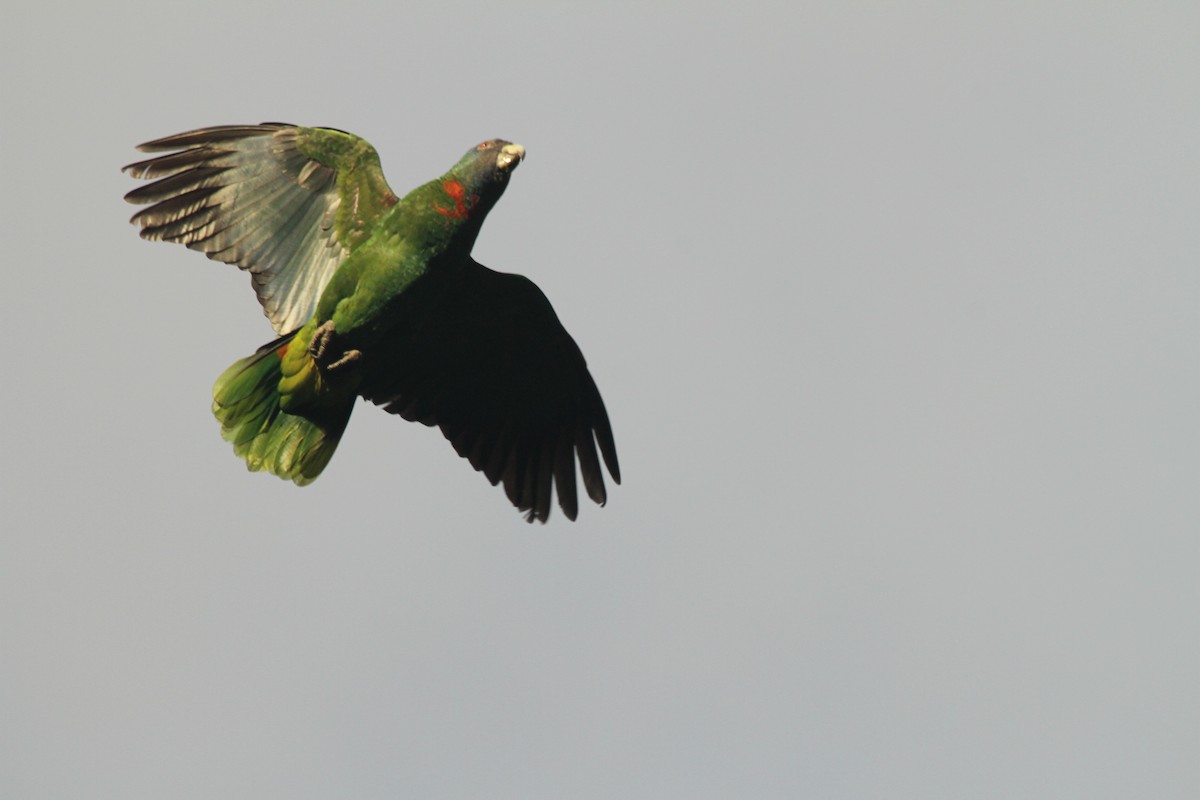 アカノドボウシインコ - ML113531591