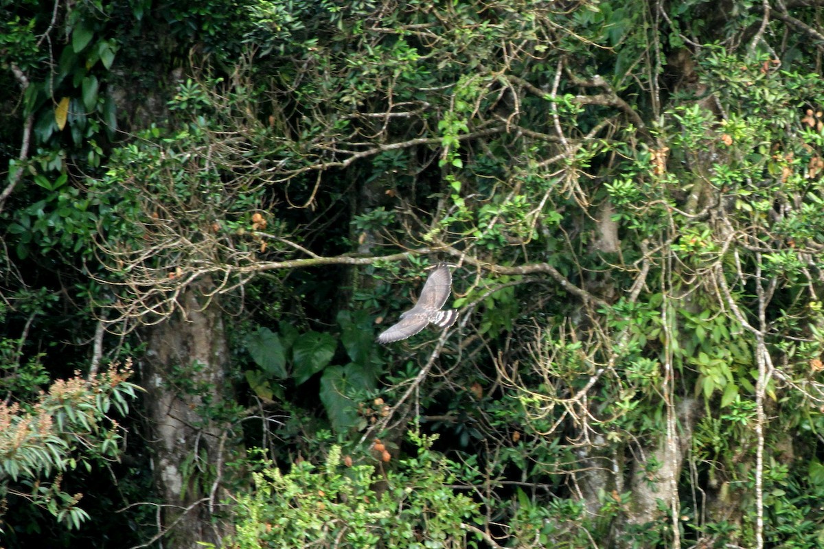 Broad-winged Hawk - ML113531621