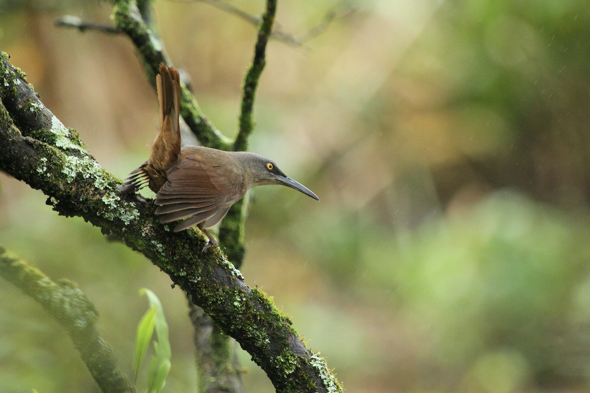 Brown Trembler - Stephen Gast