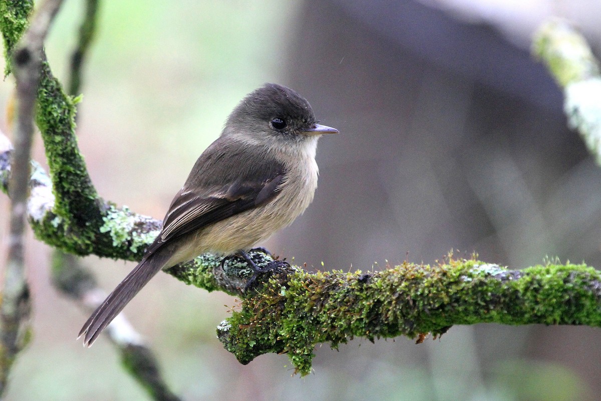 Lesser Antillean Pewee - Stephen Gast