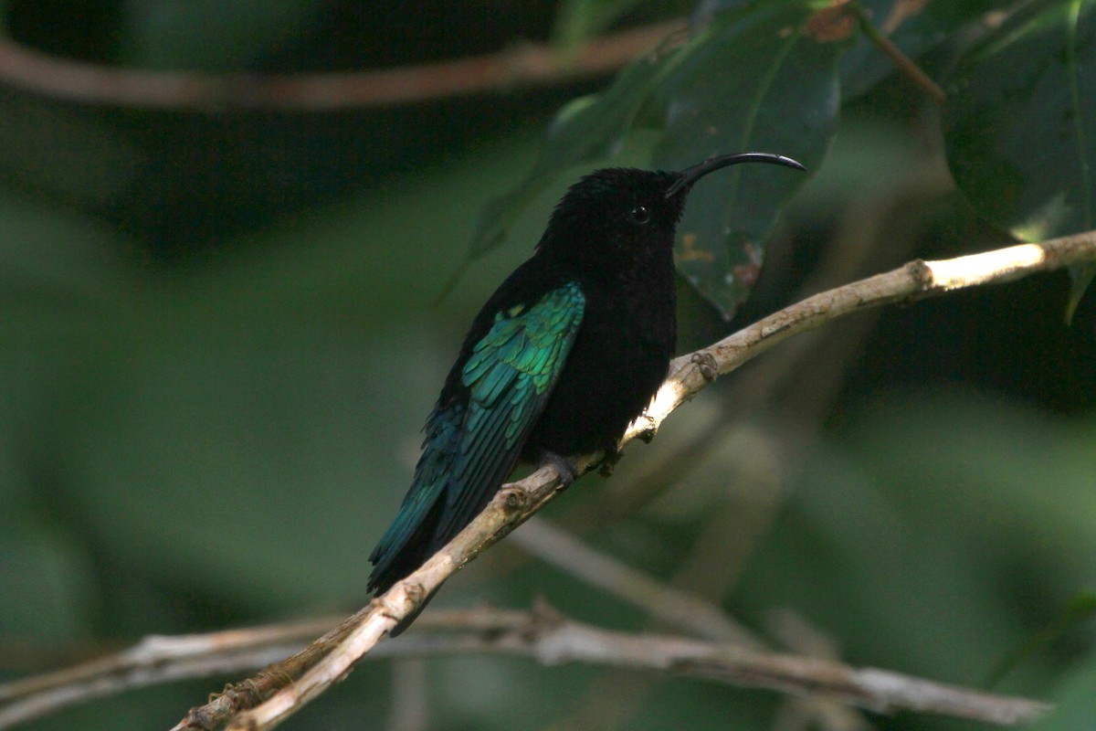 Purple-throated Carib - ML113531871