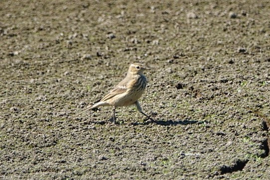 American Pipit - ML113533021