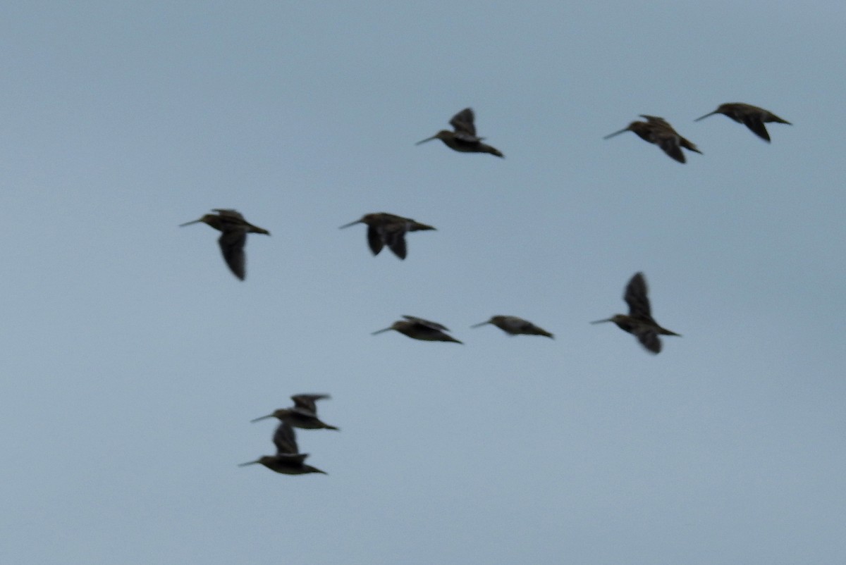 Wilson's Snipe - ML113533391