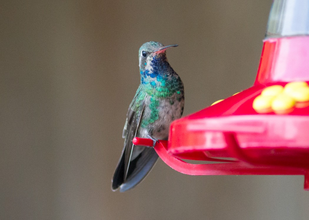 Colibrí Piquiancho Común - ML113533581