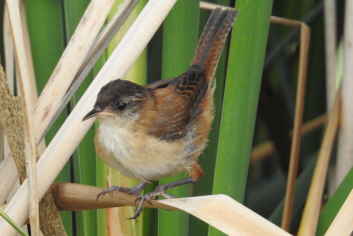 Marsh Wren - ML113533911