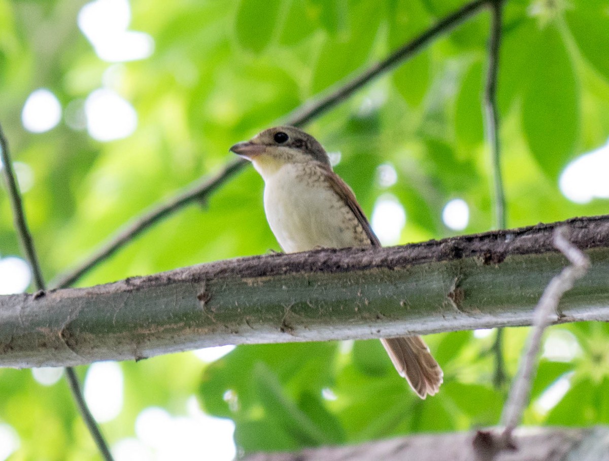 Tiger Shrike - ML113535171