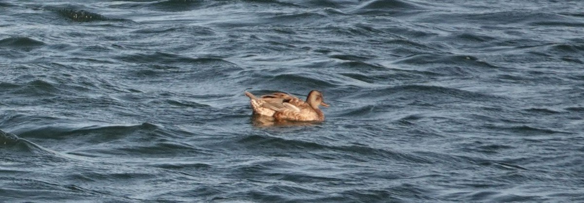 Gadwall - Brad Rumble