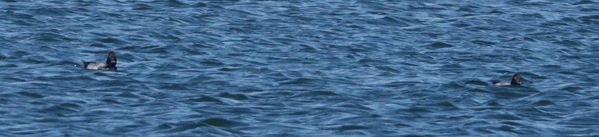 小斑背潛鴨 - ML113537721