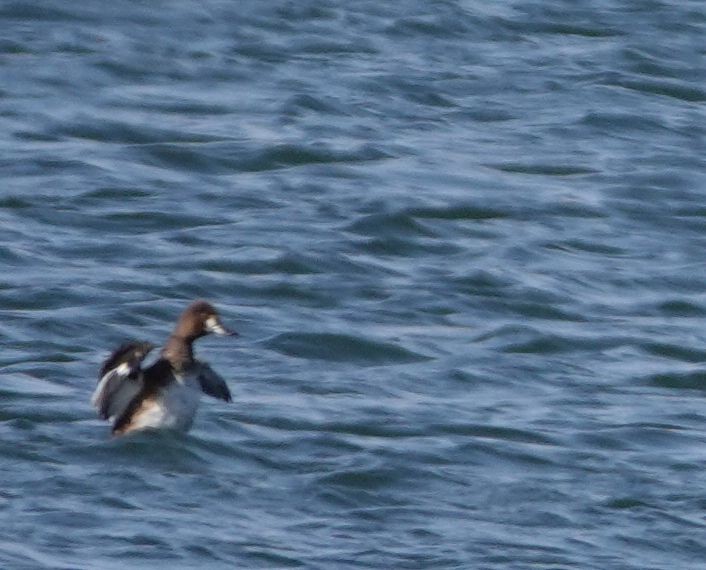 Lesser Scaup - ML113537731