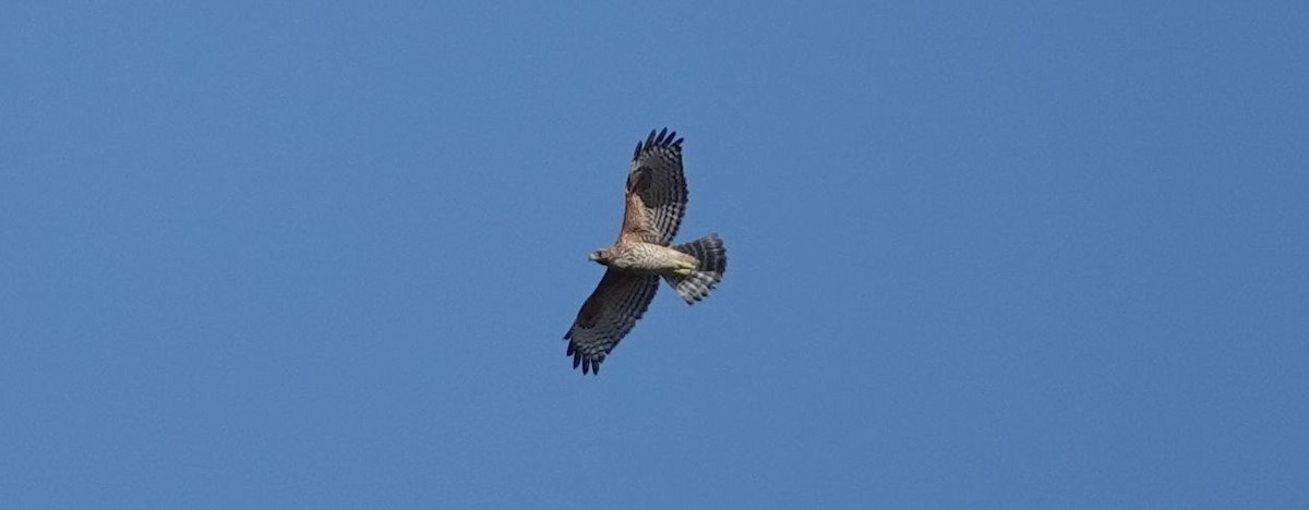 Red-shouldered Hawk - Brad Rumble