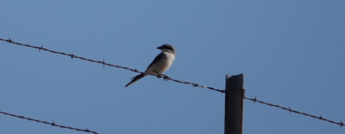 Loggerhead Shrike - Brad Rumble