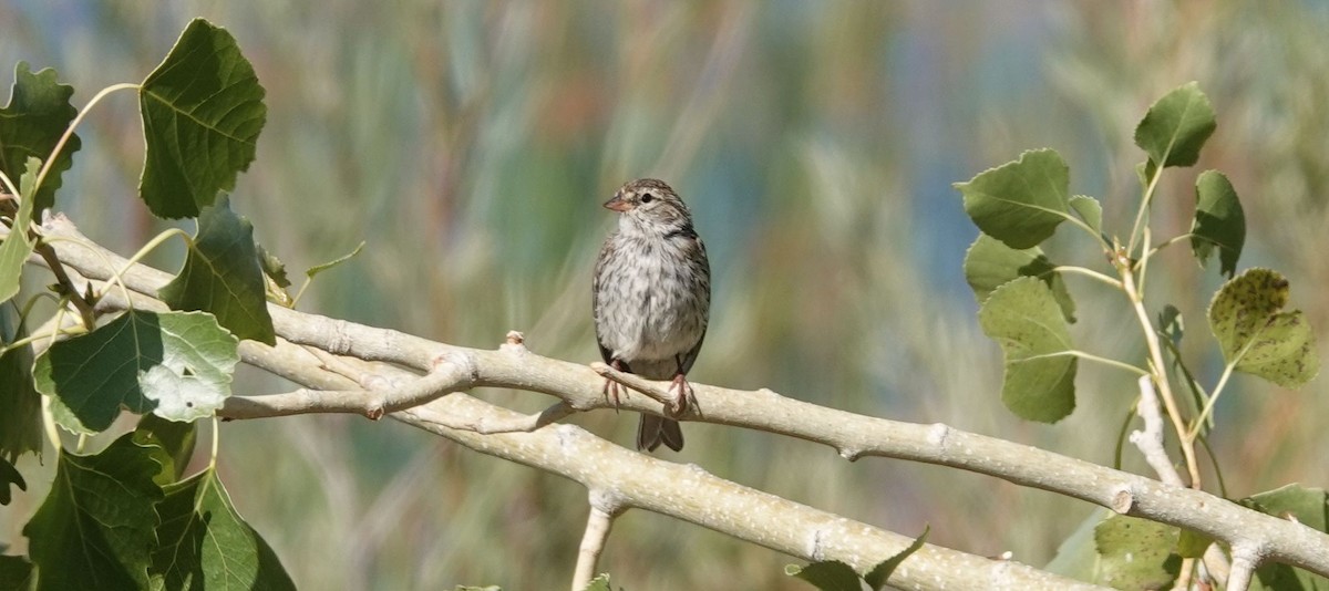 Chipping Sparrow - ML113538061