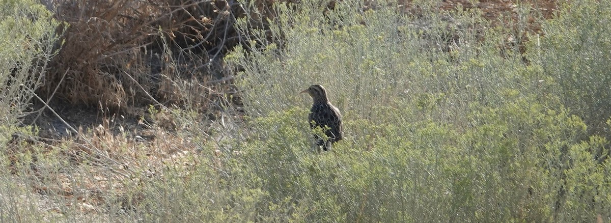 Western Meadowlark - ML113538071