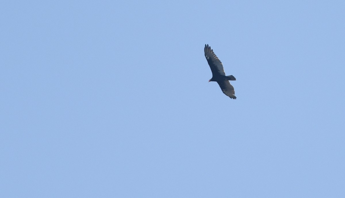 Turkey Vulture - ML113541321