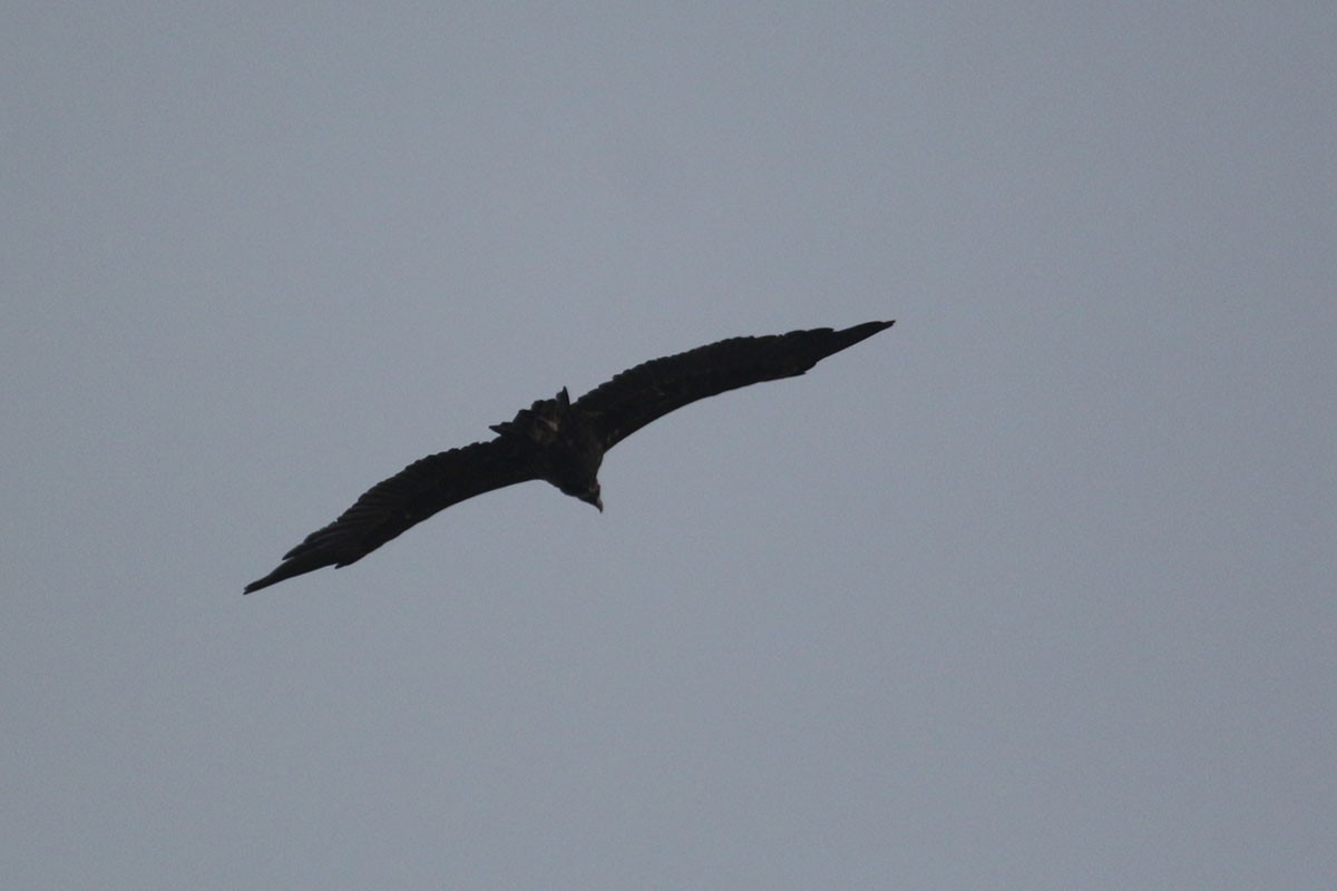 Cinereous Vulture - ML113542091
