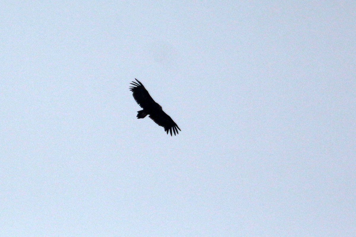 Cinereous Vulture - ML113542111