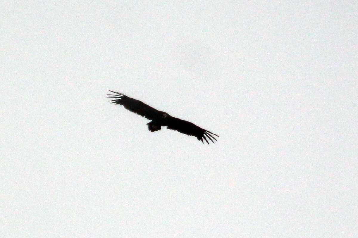 Cinereous Vulture - ML113542121