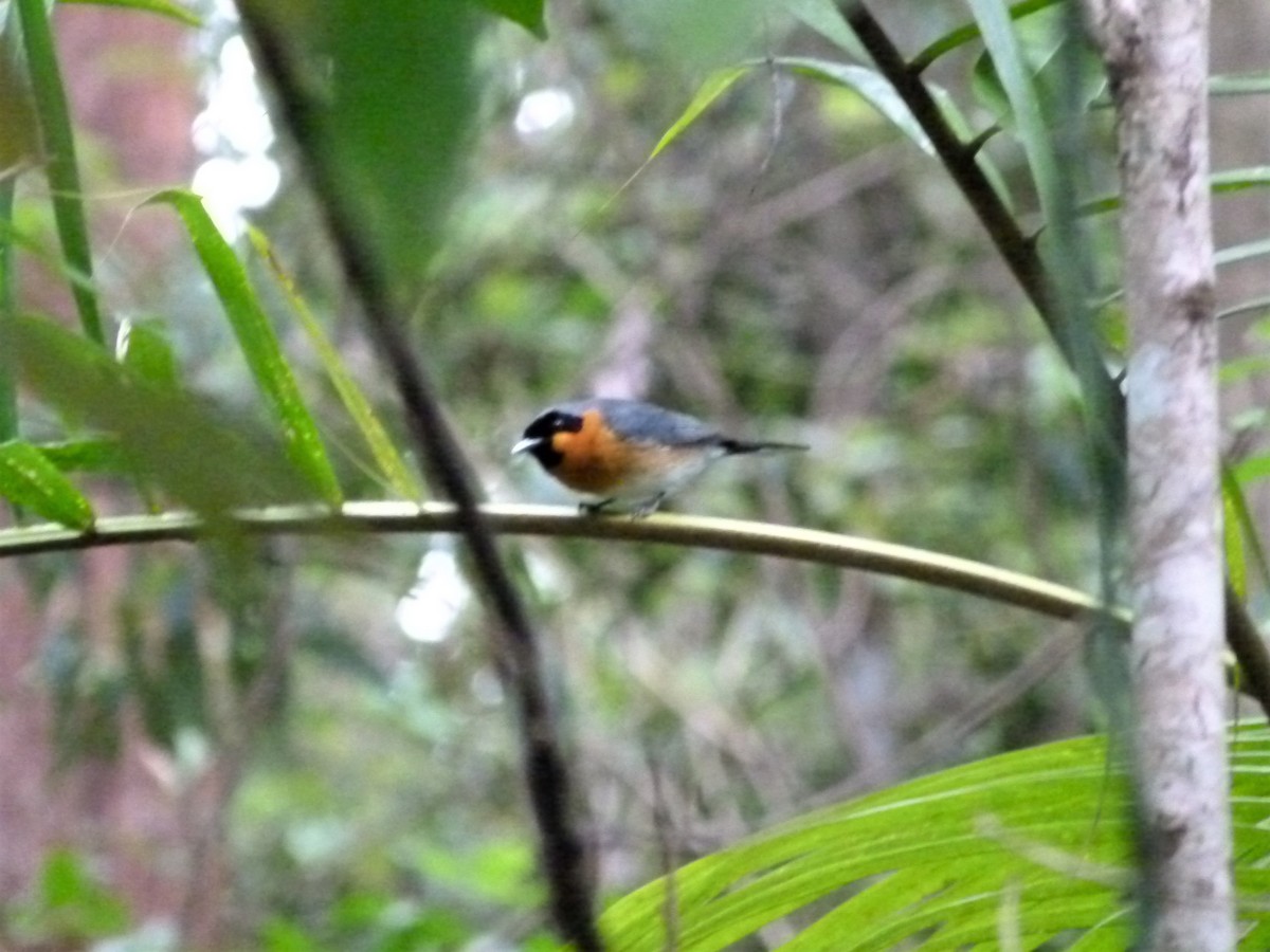 Spectacled Monarch - ML113542301
