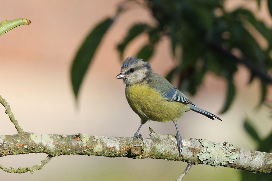 Eurasian Blue Tit - ML113543391