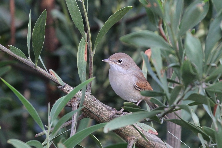 Greater Whitethroat - ML113543411