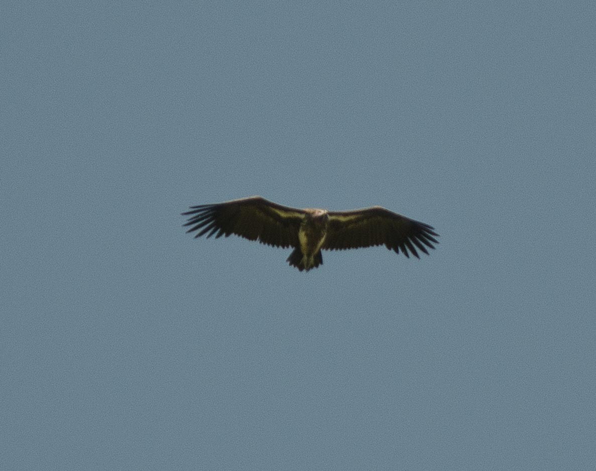 Lappet-faced Vulture - ML113544331