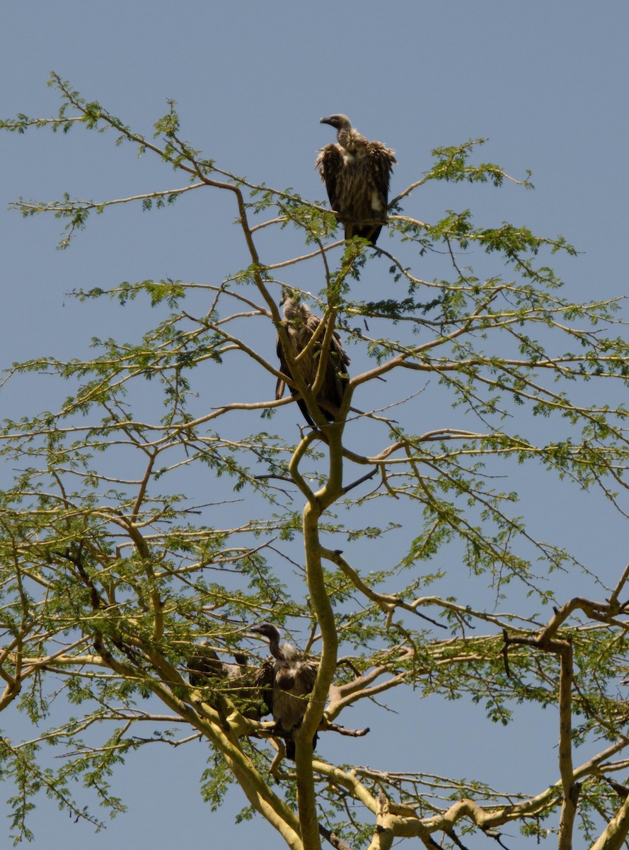 Buitre Dorsiblanco Africano - ML113544361