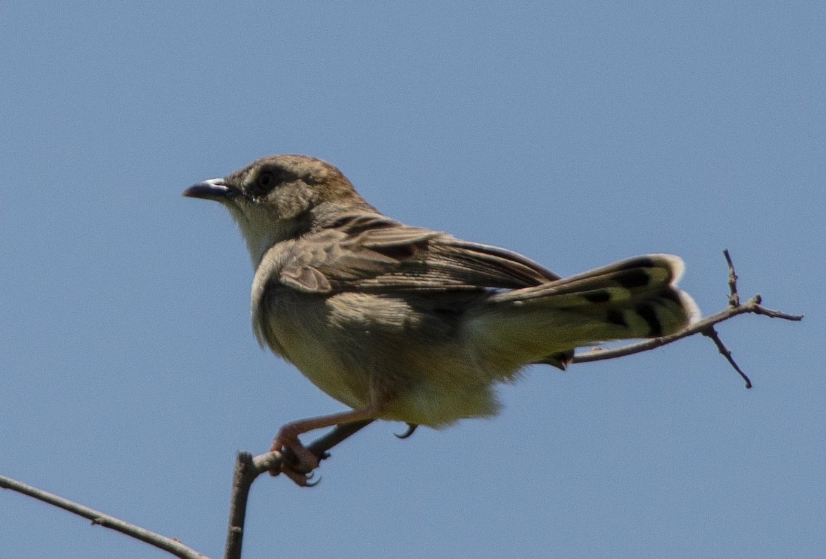 Croaking Cisticola - ML113544381