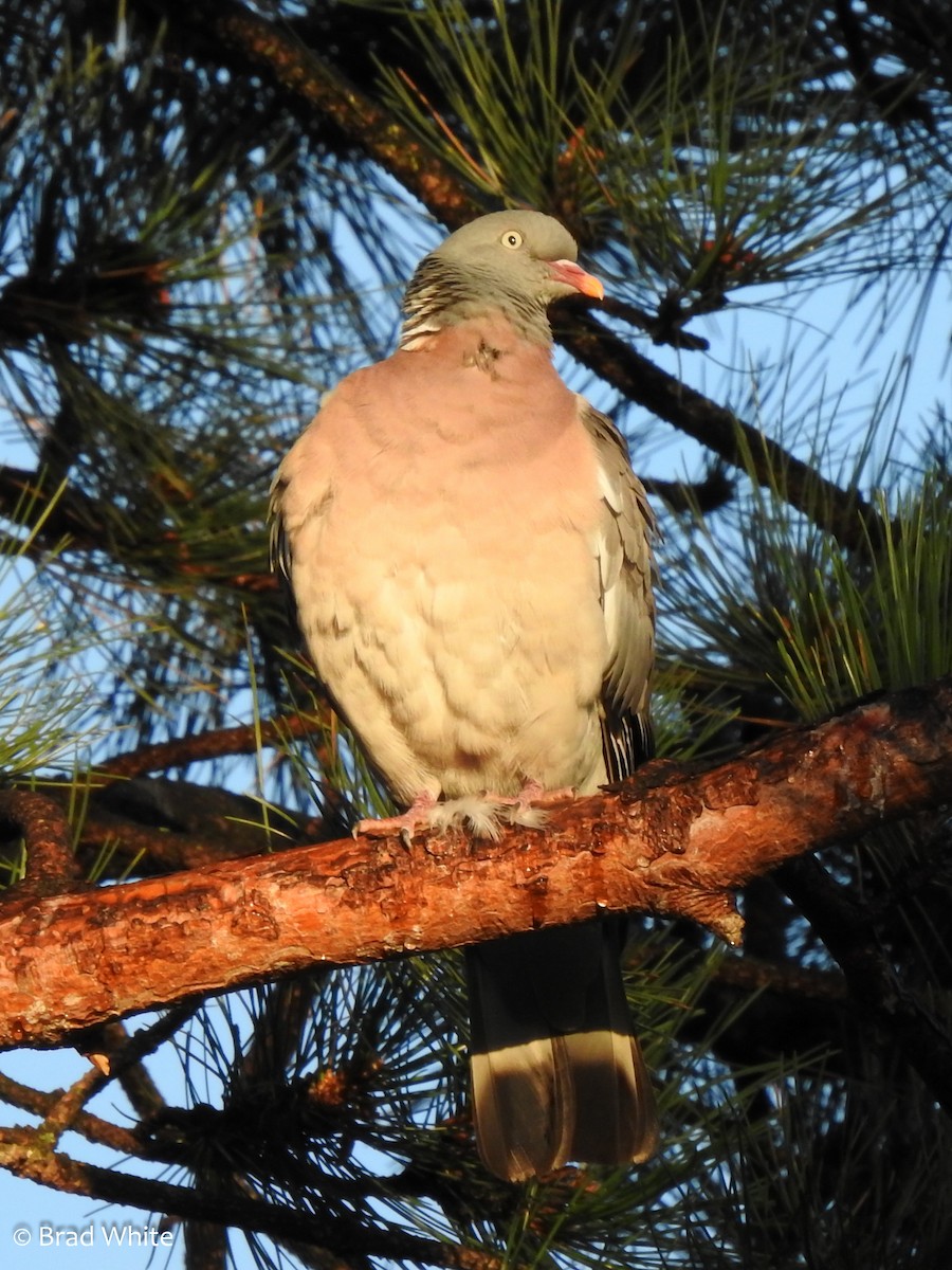 Common Wood-Pigeon - ML113544951
