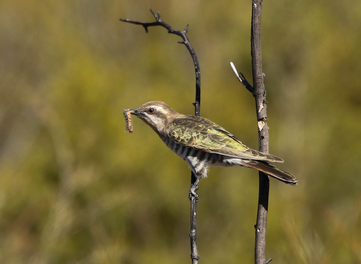 Horsfield's Bronze-Cuckoo - David Ongley