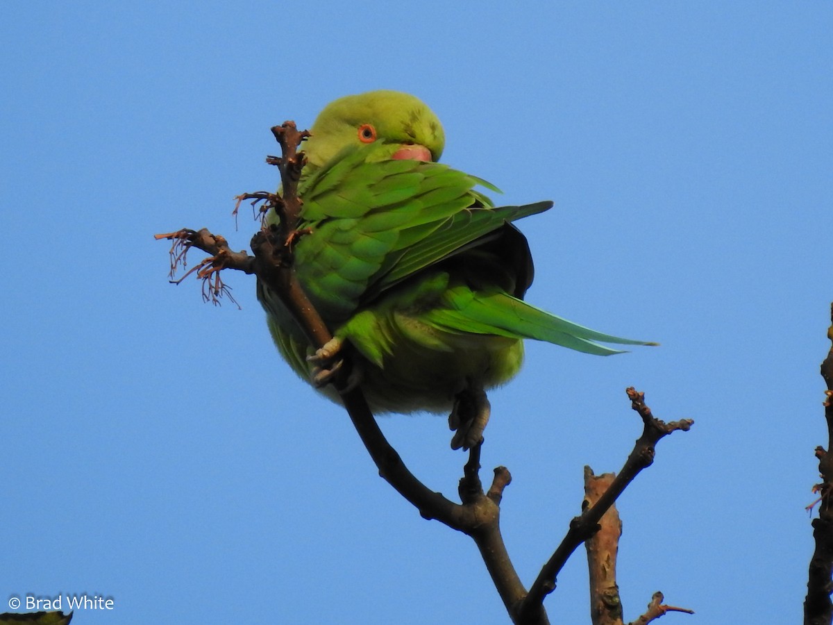 Rose-ringed Parakeet - ML113544991