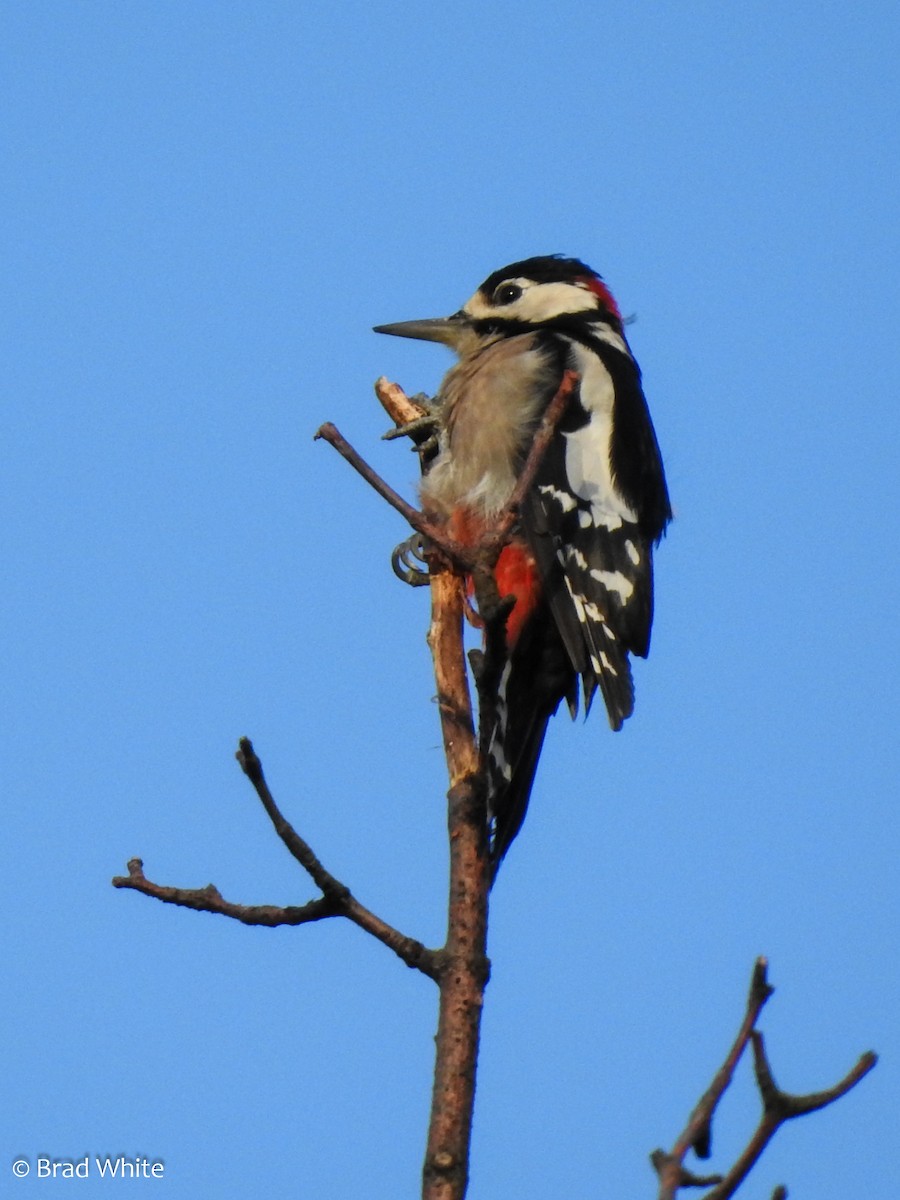 Great Spotted Woodpecker - ML113545011
