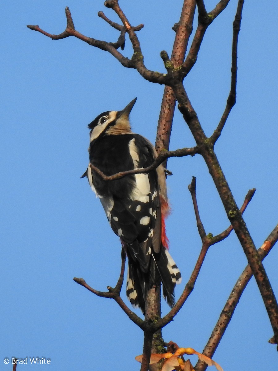 Great Spotted Woodpecker - ML113545141