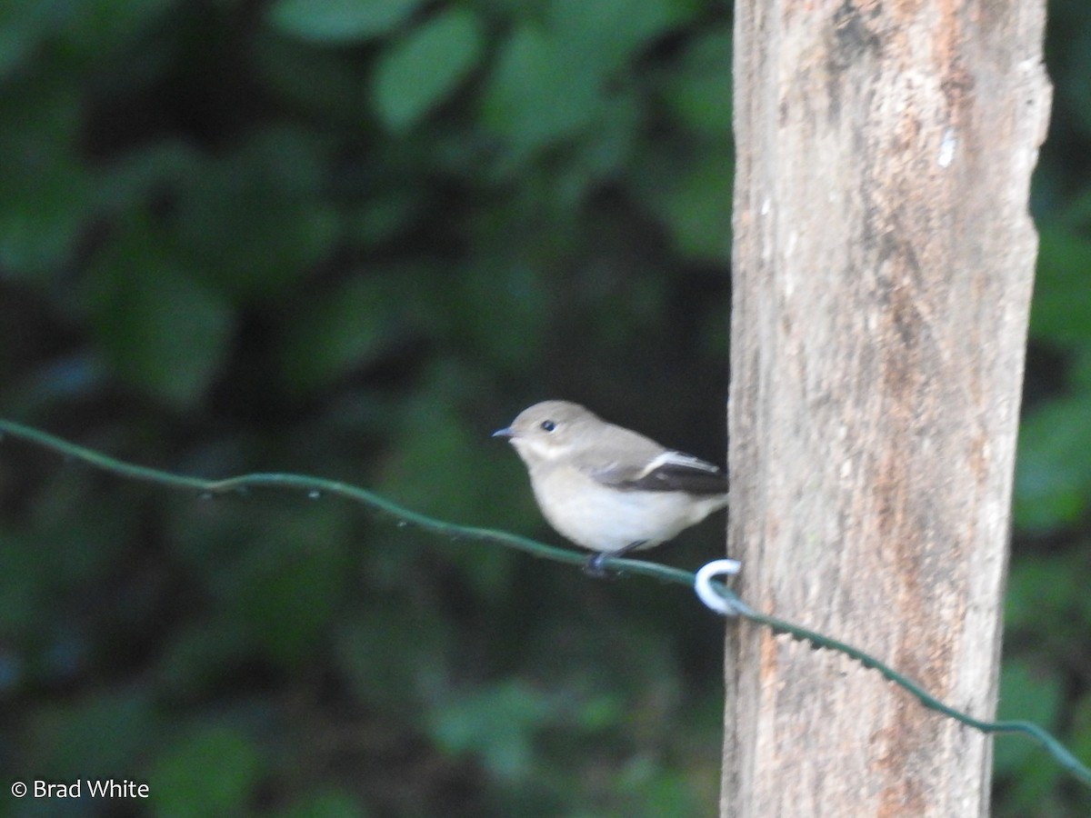 European Pied Flycatcher - ML113545211