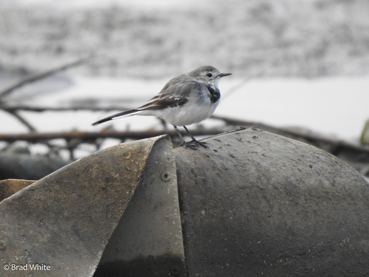 White Wagtail - ML113545391