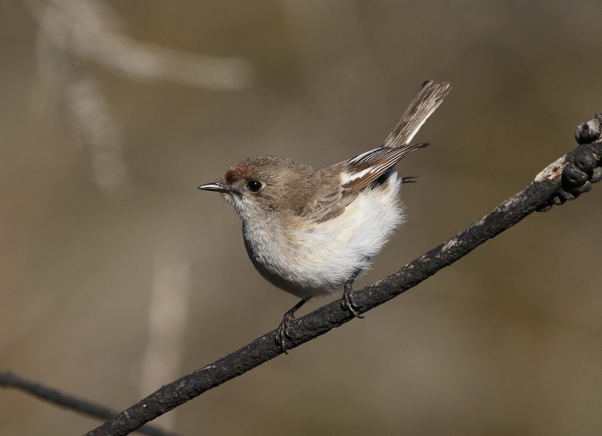 Red-capped Robin - ML113545801