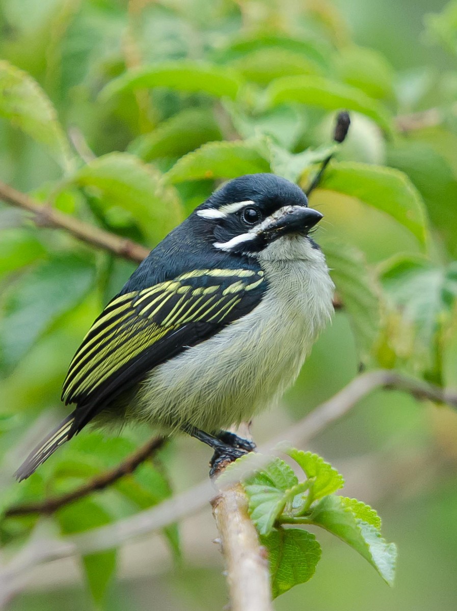 Yellow-rumped Tinkerbird - ML113546291