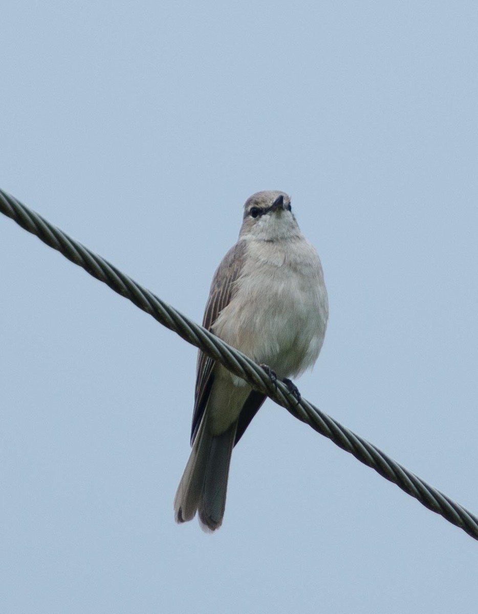 Pale Flycatcher - ML113546771