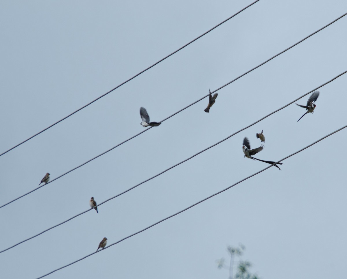 Pin-tailed Whydah - ML113546821