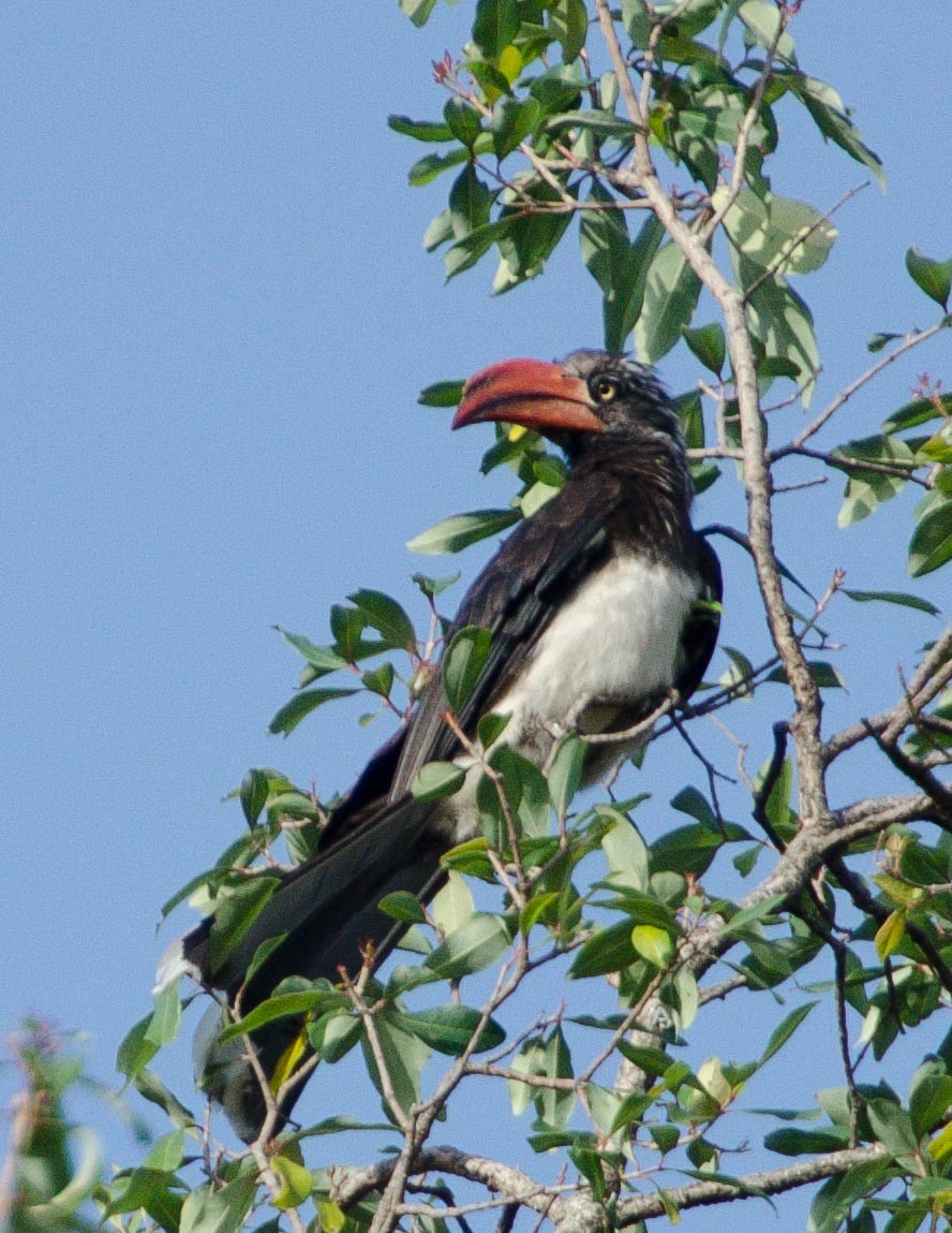 Crowned Hornbill - ML113547231