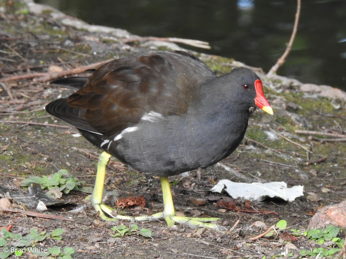 Eurasian Moorhen - Brad White