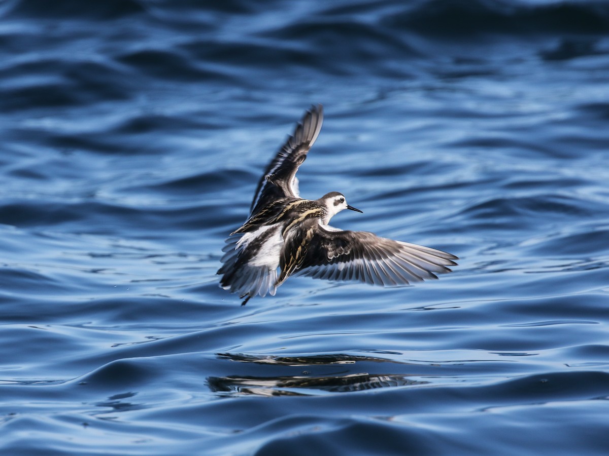 Red-necked Phalarope - Blair Dudeck