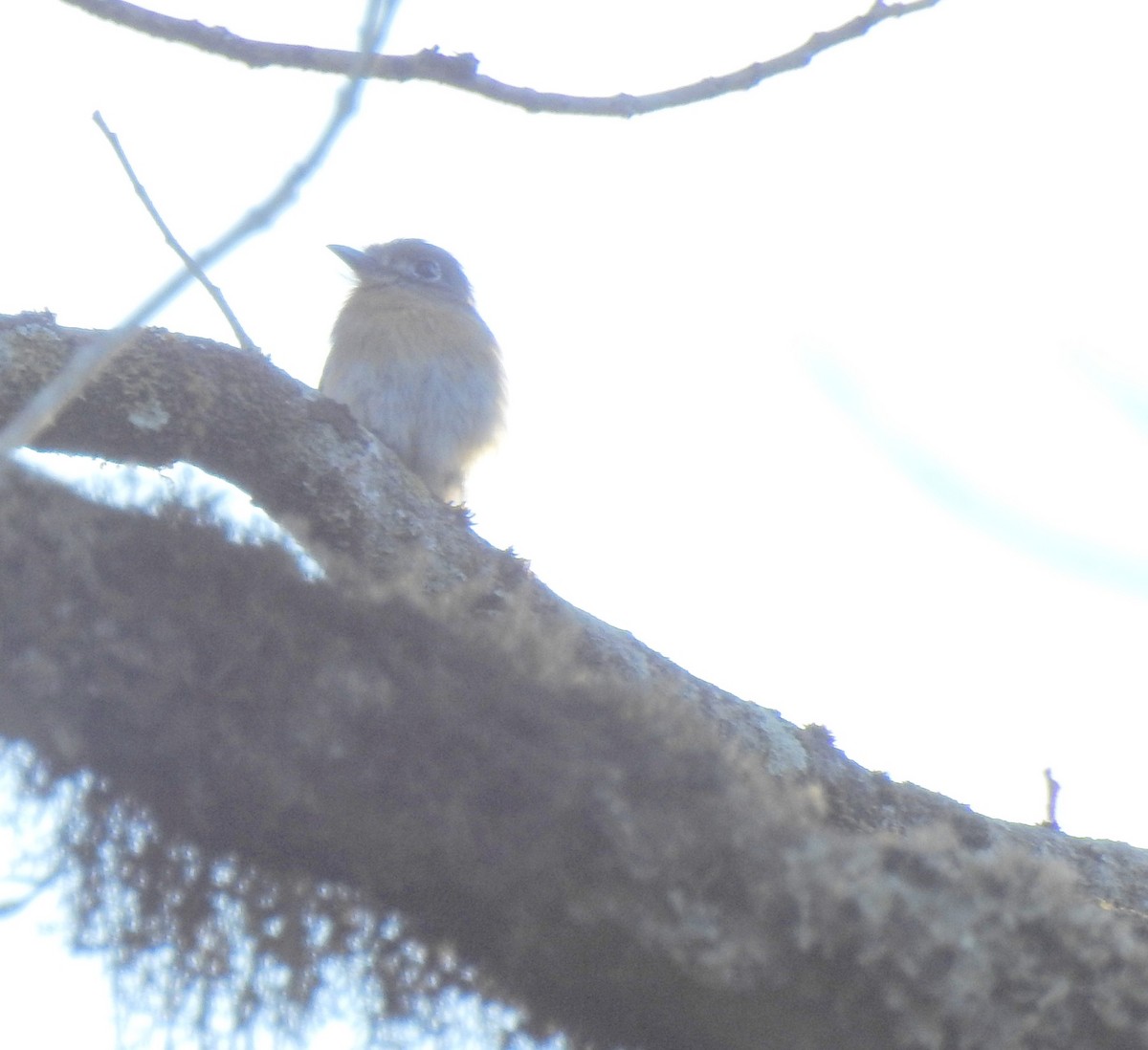 Zügelfaulvogel - ML113552361