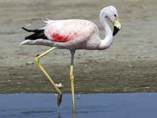 Nonbreeding adult - Andean Flamingo