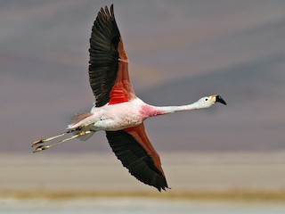Breeding adult - Andean Flamingo