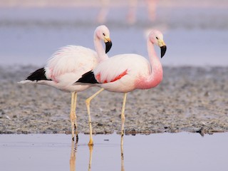 Adult - Andean Flamingo