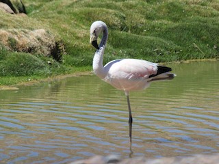 Immature - Andean Flamingo